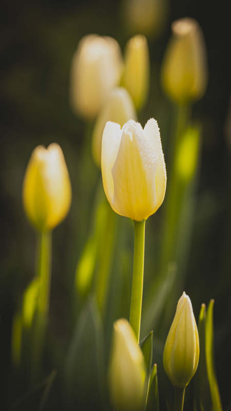 淡黄郁金香绽放图片