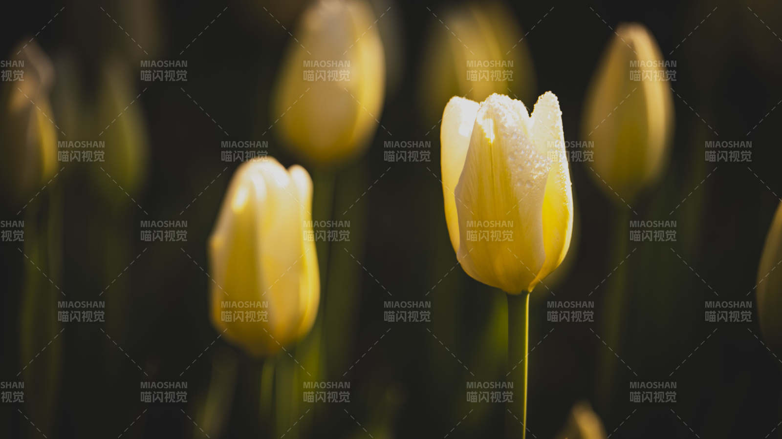 黄郁金香绽放图片