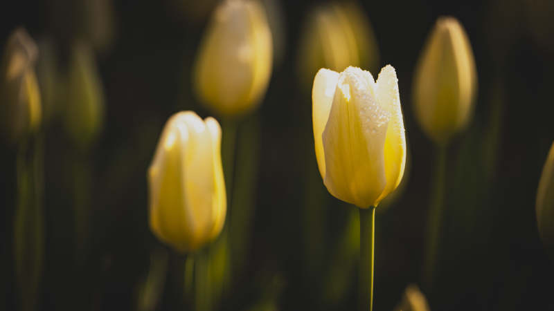 黄郁金香绽放图片