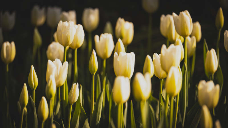 淡黄郁金香绽放图片