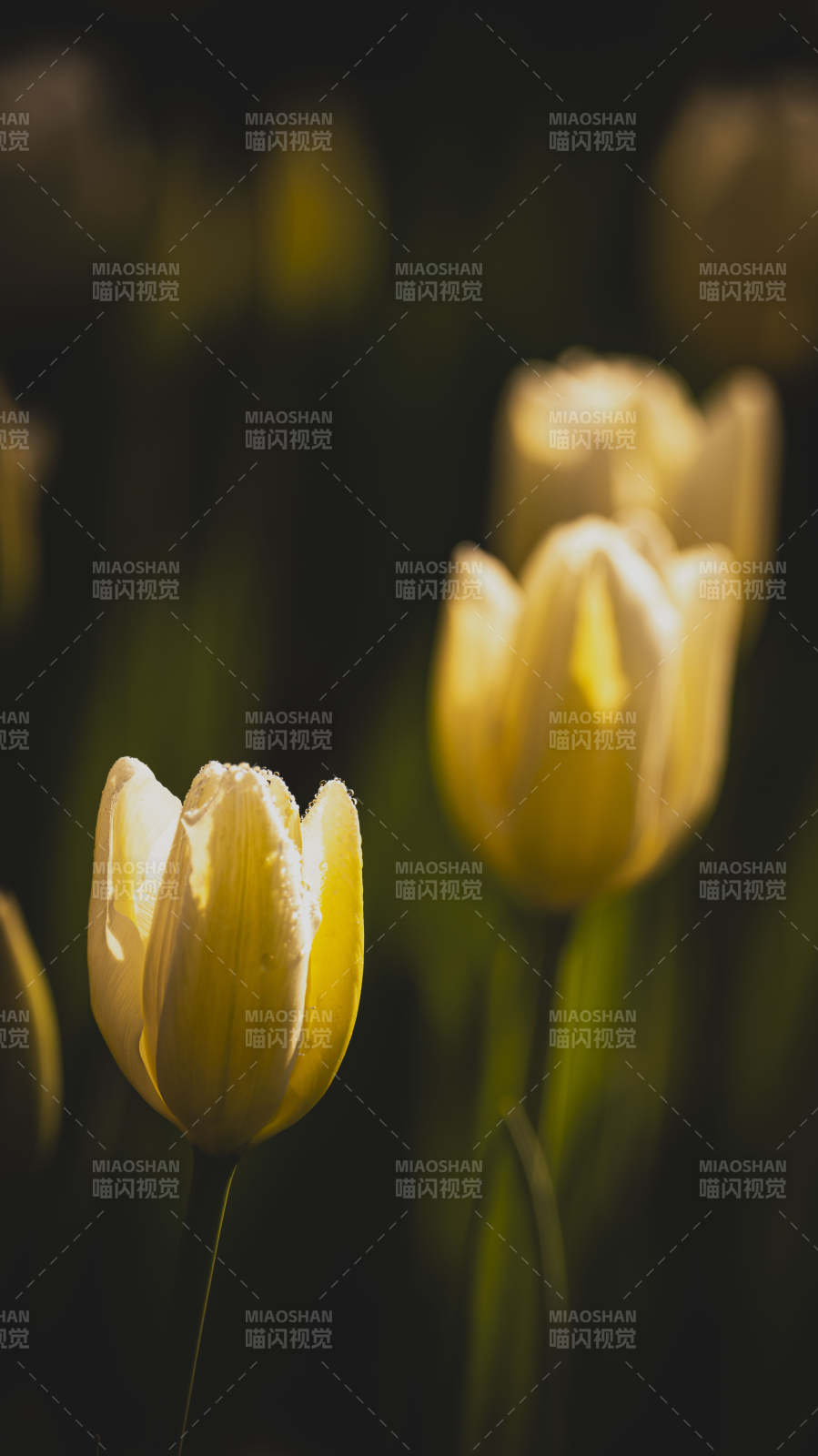 黄郁金香静谧绽放图片