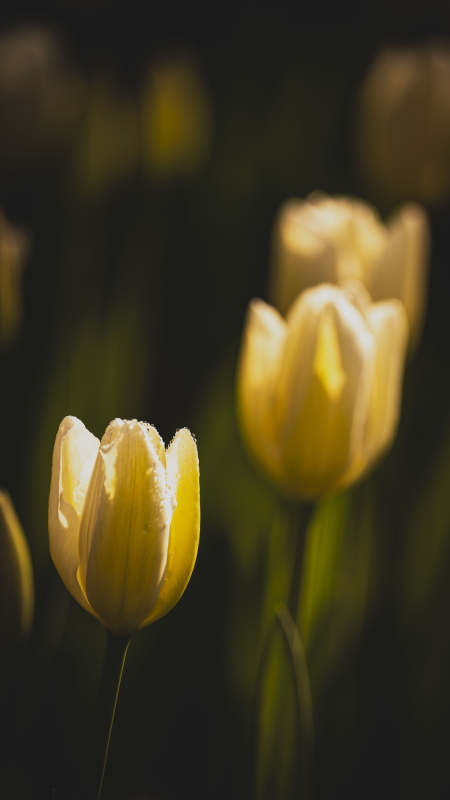 黄郁金香静谧绽放图片