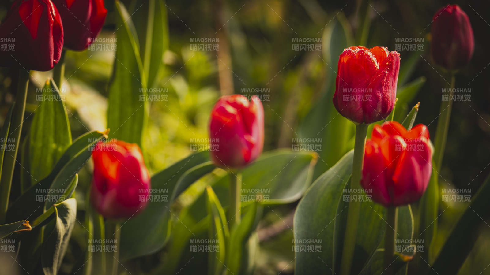 红郁金香绽放图片