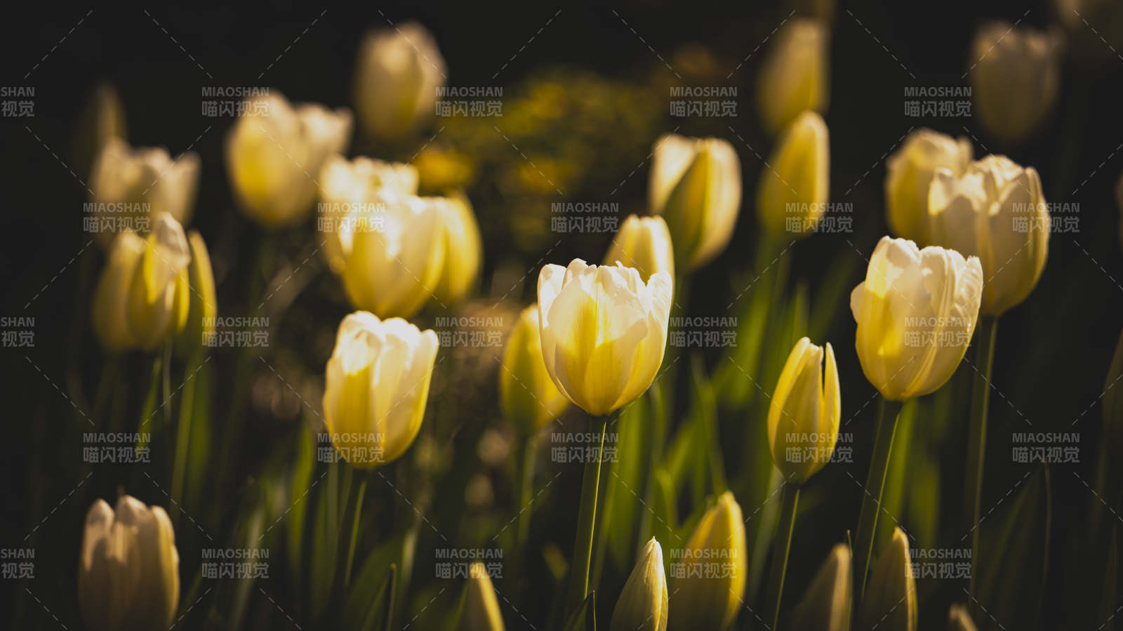 黄郁金香绽放图片