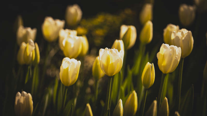 黄郁金香绽放图片