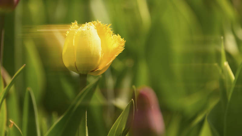 黄郁金香绽放图片