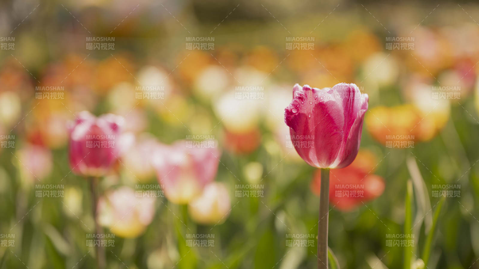 春日花海绽放图片