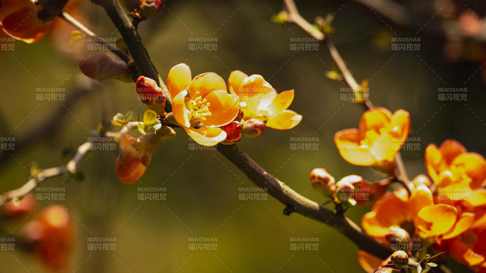 春日花枝绽放图片