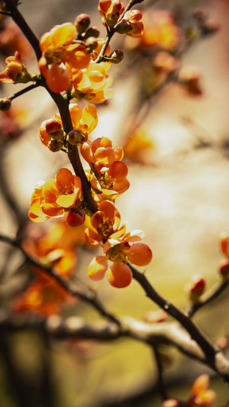 春日花枝绽放图片