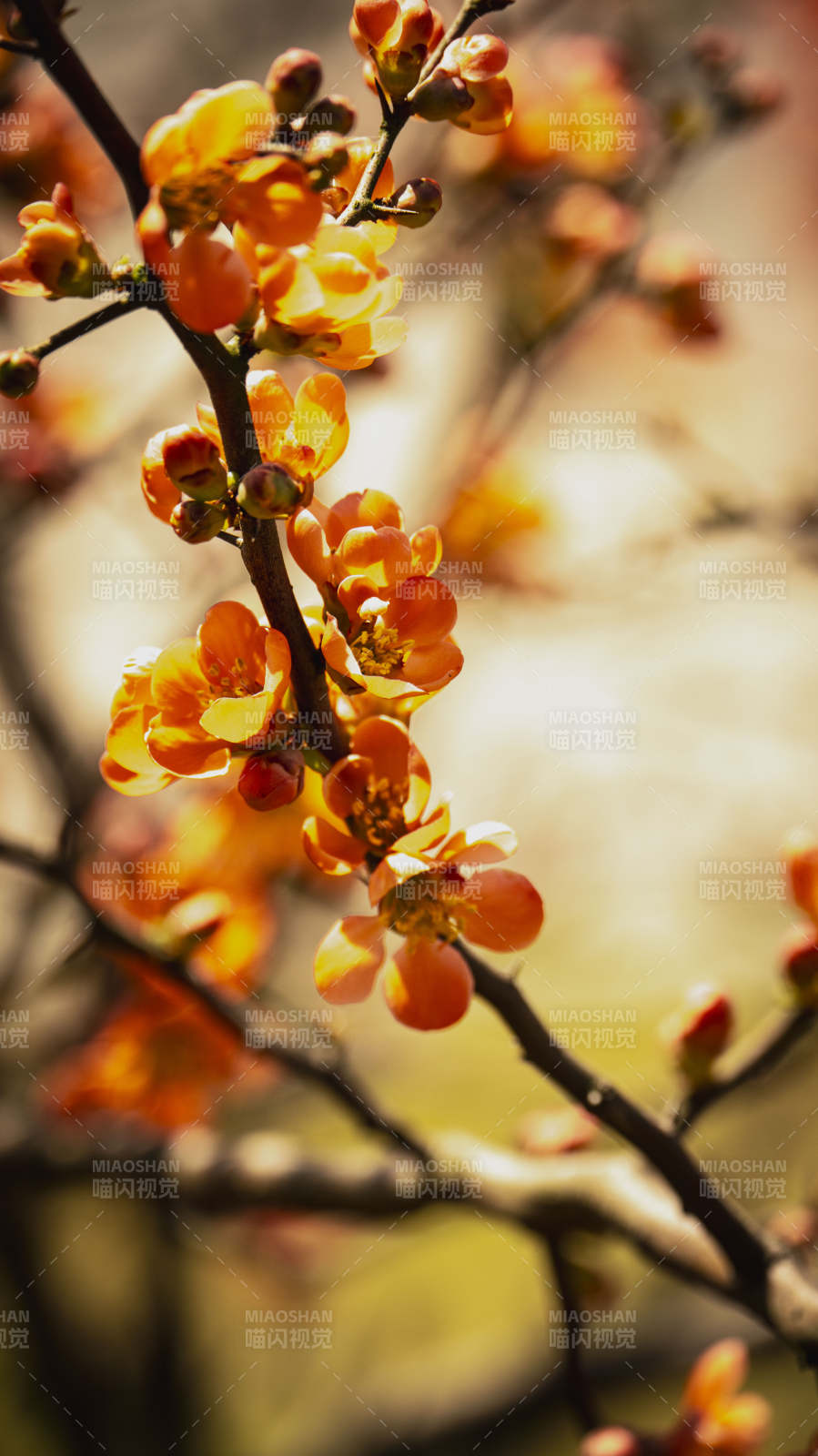 春日花枝绽放图片