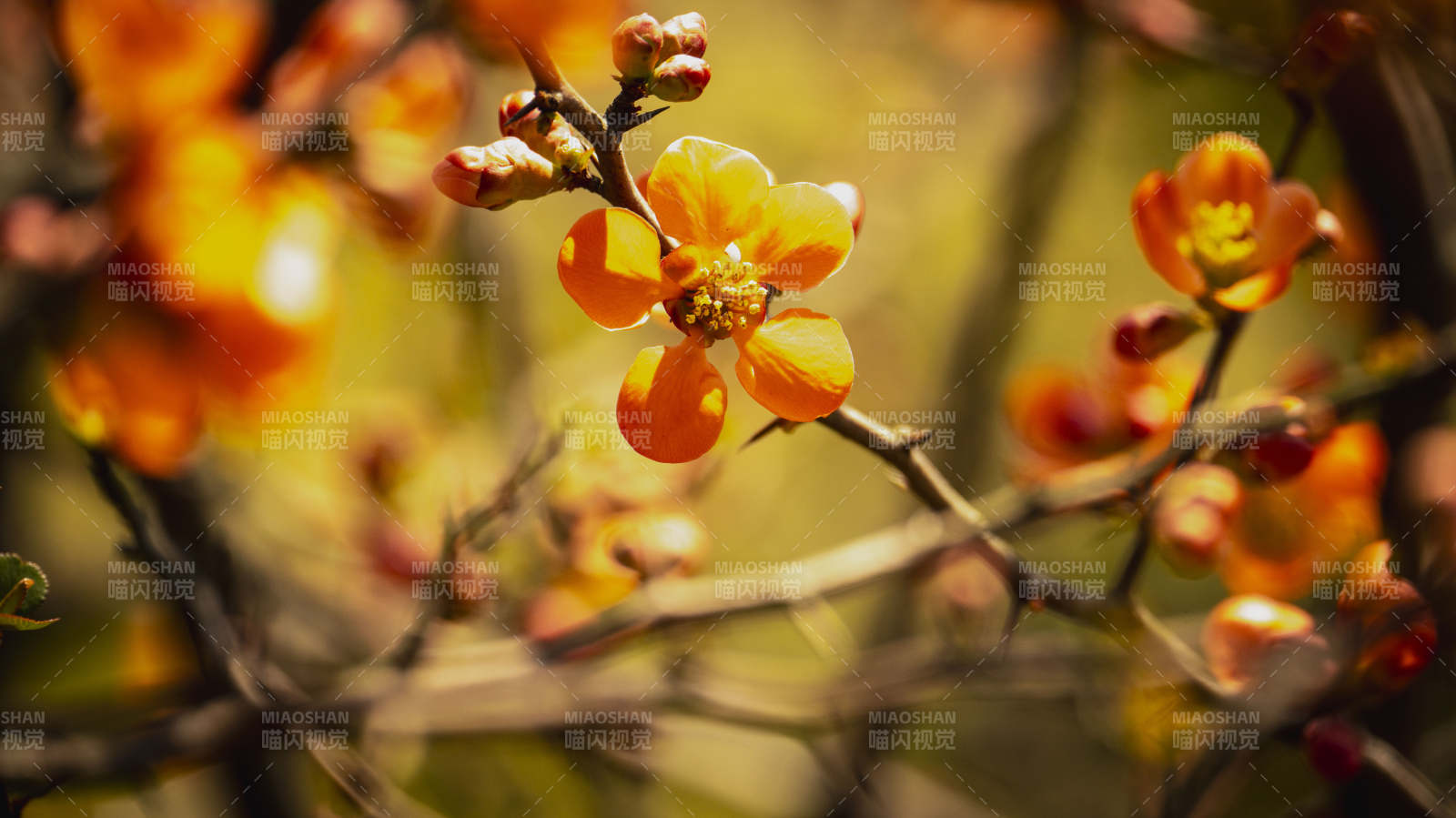 春日花枝绽放图片