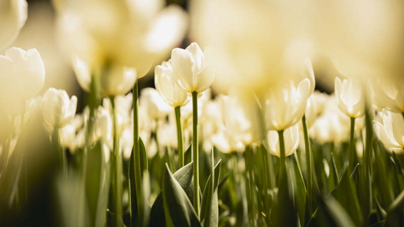 春日郁金香绽放图片