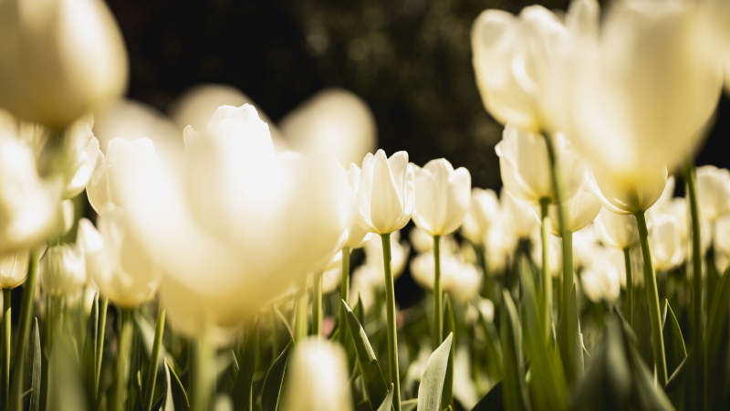 白郁金香绽放图片