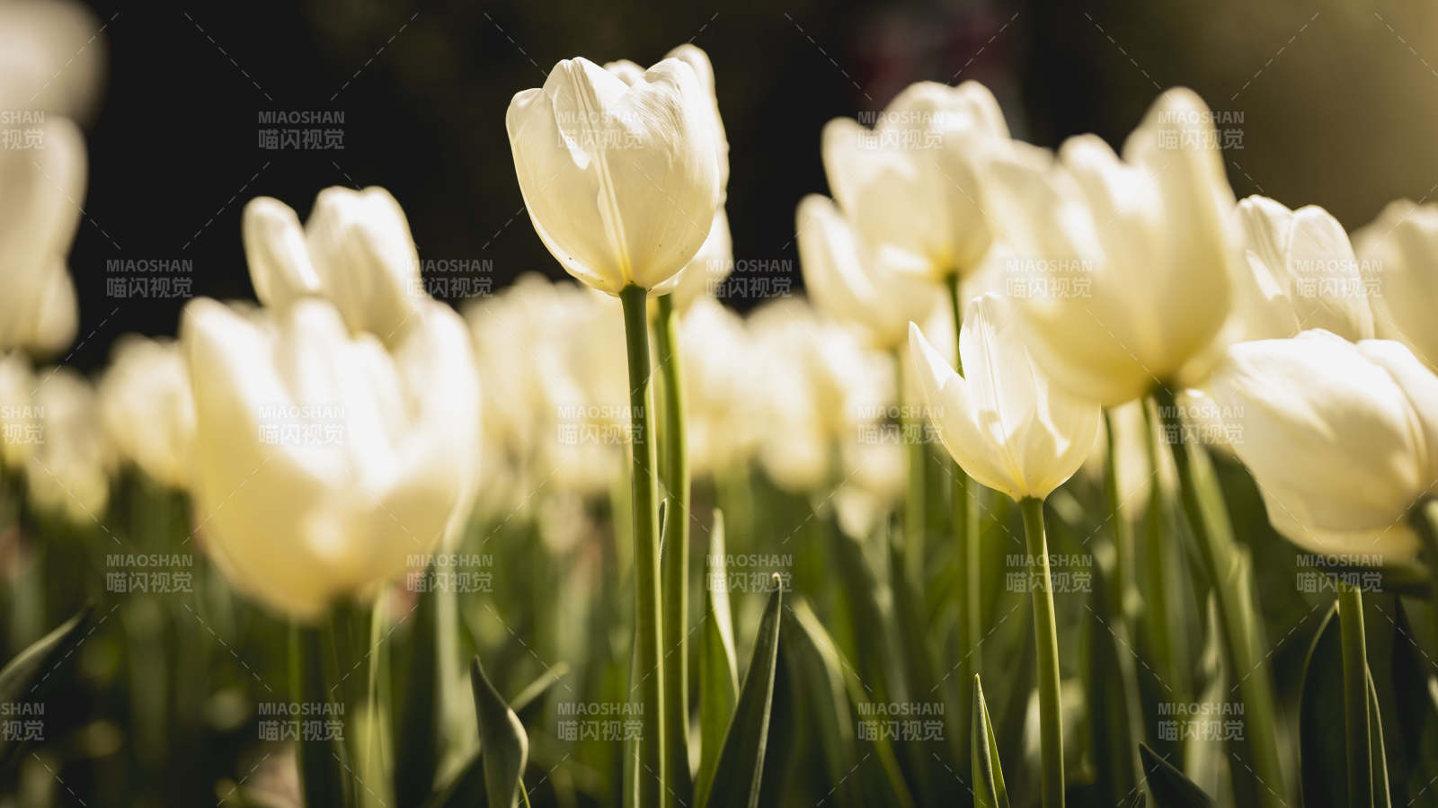 白郁金香绽放图片