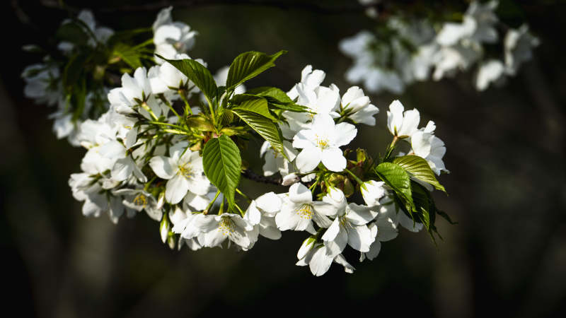 樱花绽放枝头图片