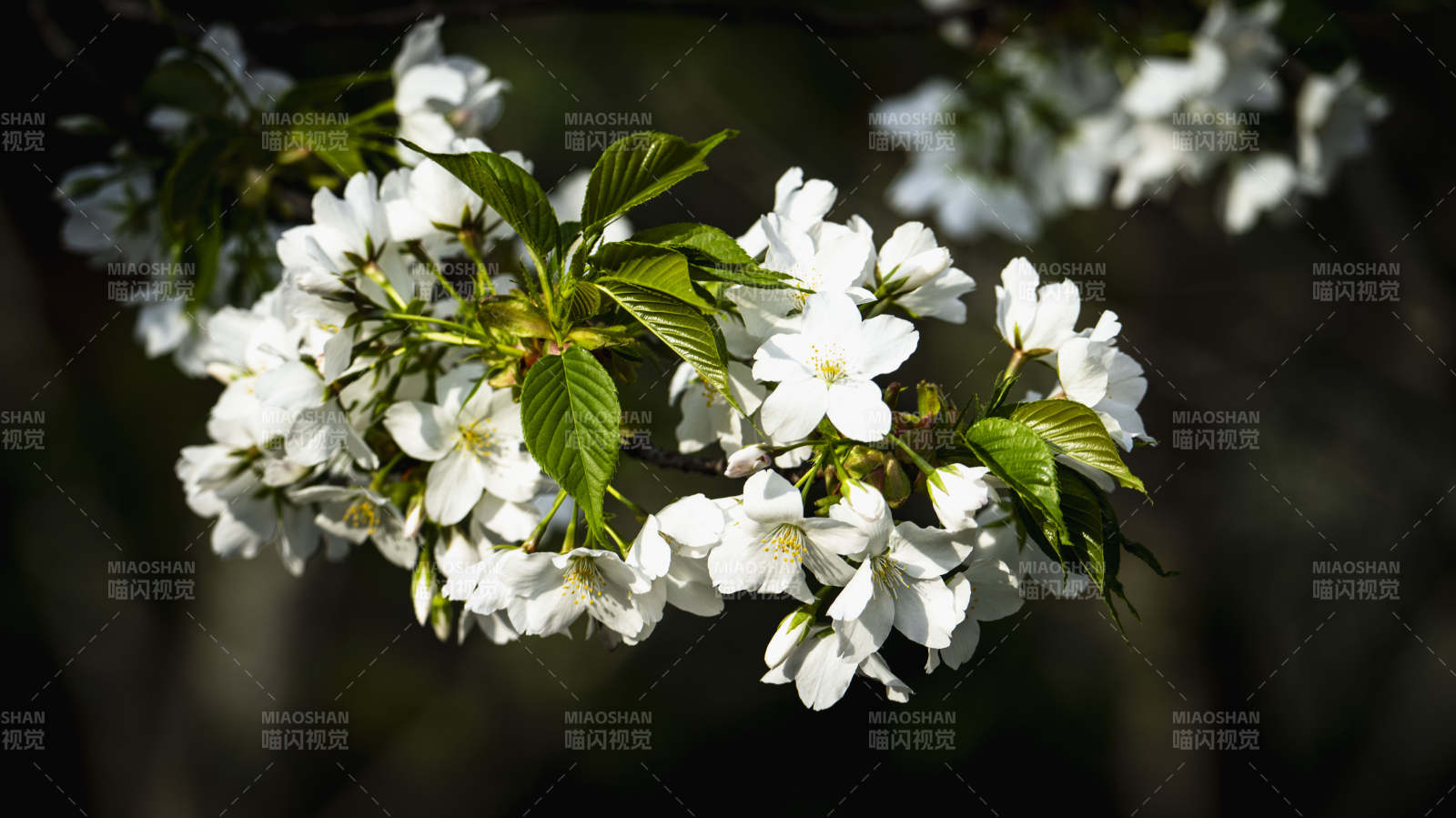樱花绽放枝头图片