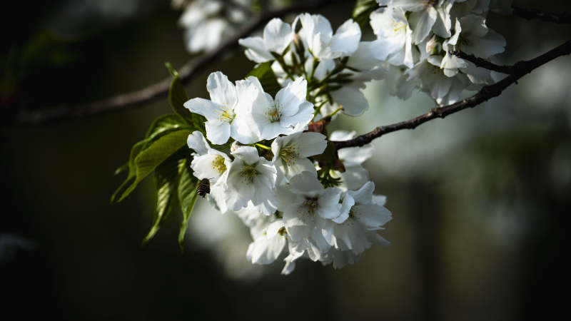 樱花绽放枝头图片