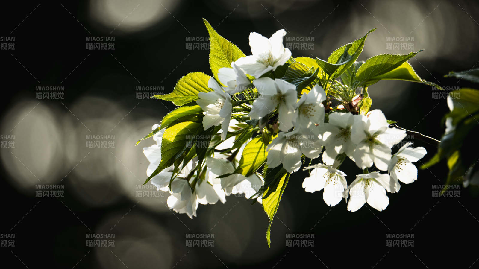 樱花绽放枝头图片