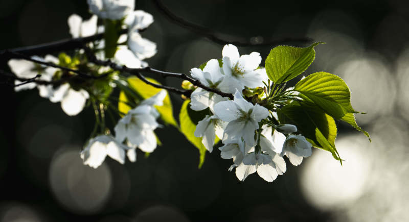 樱花绽放枝头图片