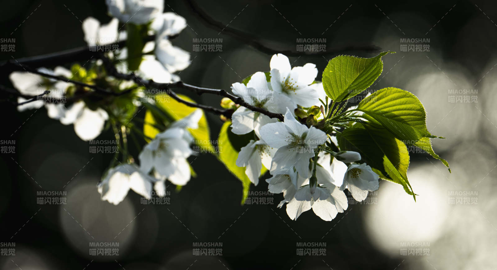 樱花绽放枝头图片