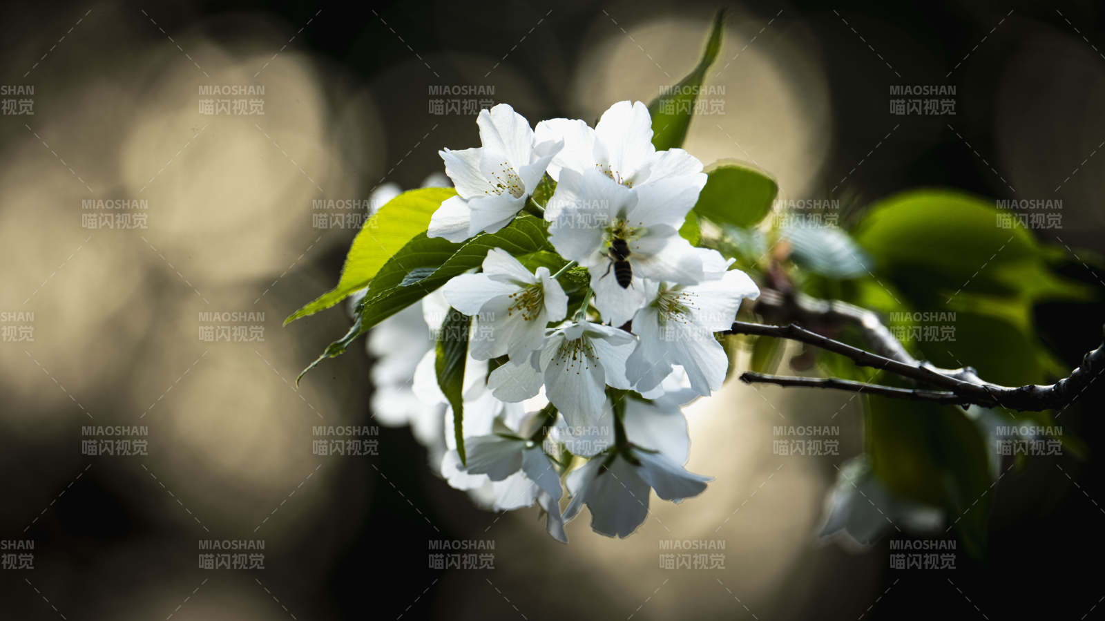 樱花绽放枝头图片