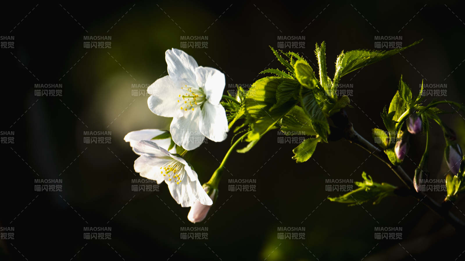 樱花绽放枝头图片