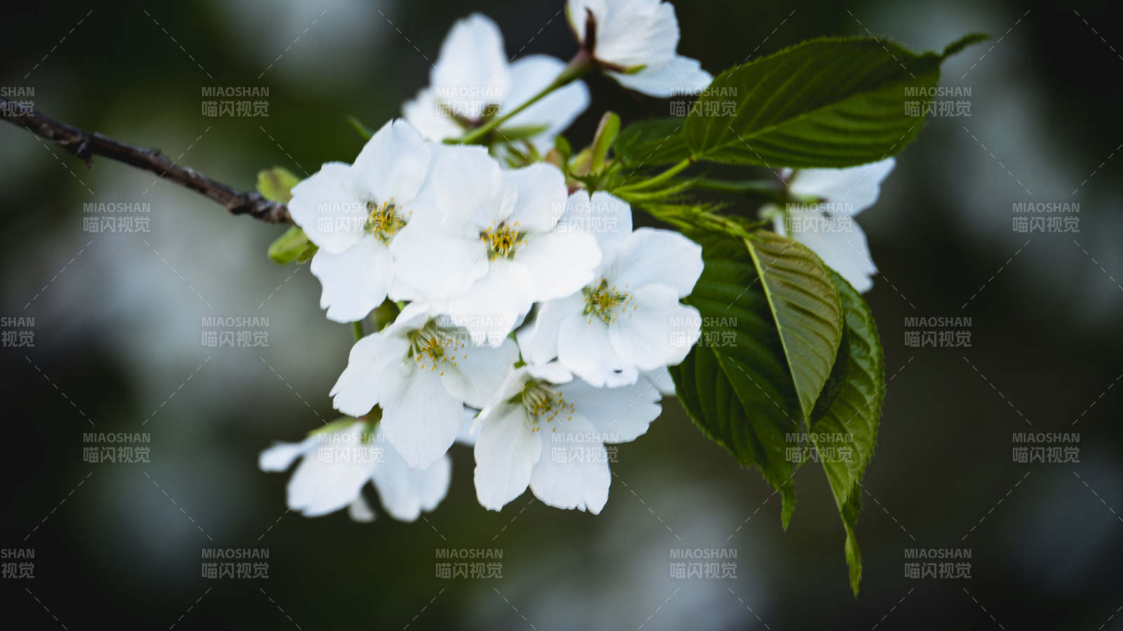 樱花绽放枝头图片
