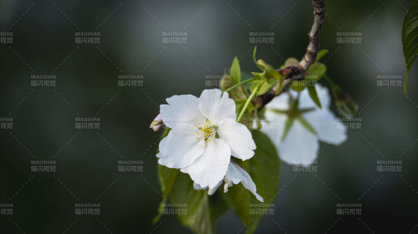 樱花绽放枝头图片