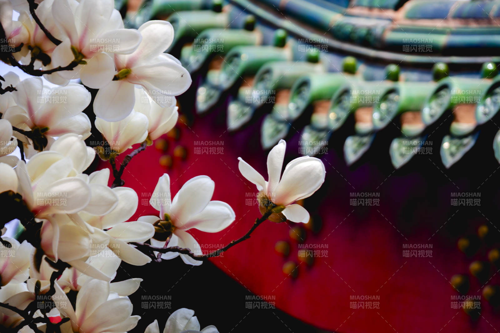 玉兰映古檐图片