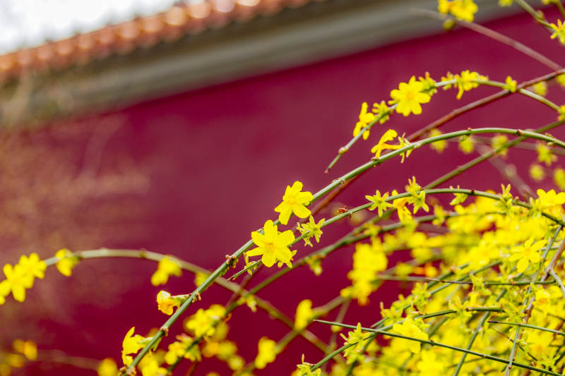 黄花映红墙图片