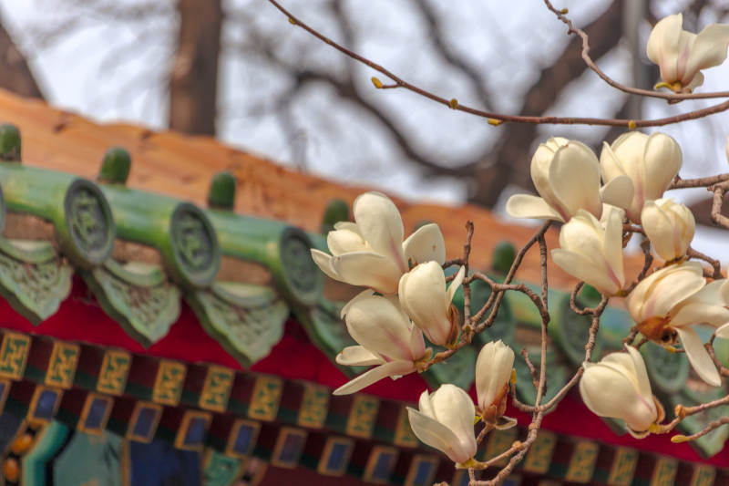 玉兰绽放古建筑前图片
