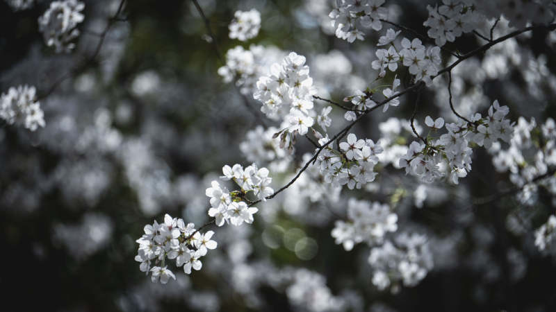 樱花绽放枝头图片