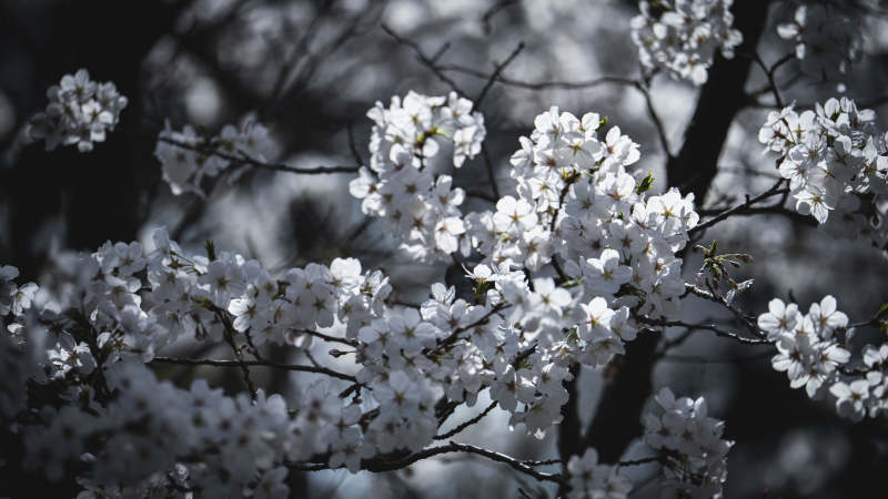 樱花绽放枝头图片