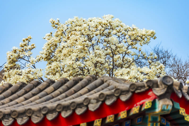 玉兰绽放古建筑前图片