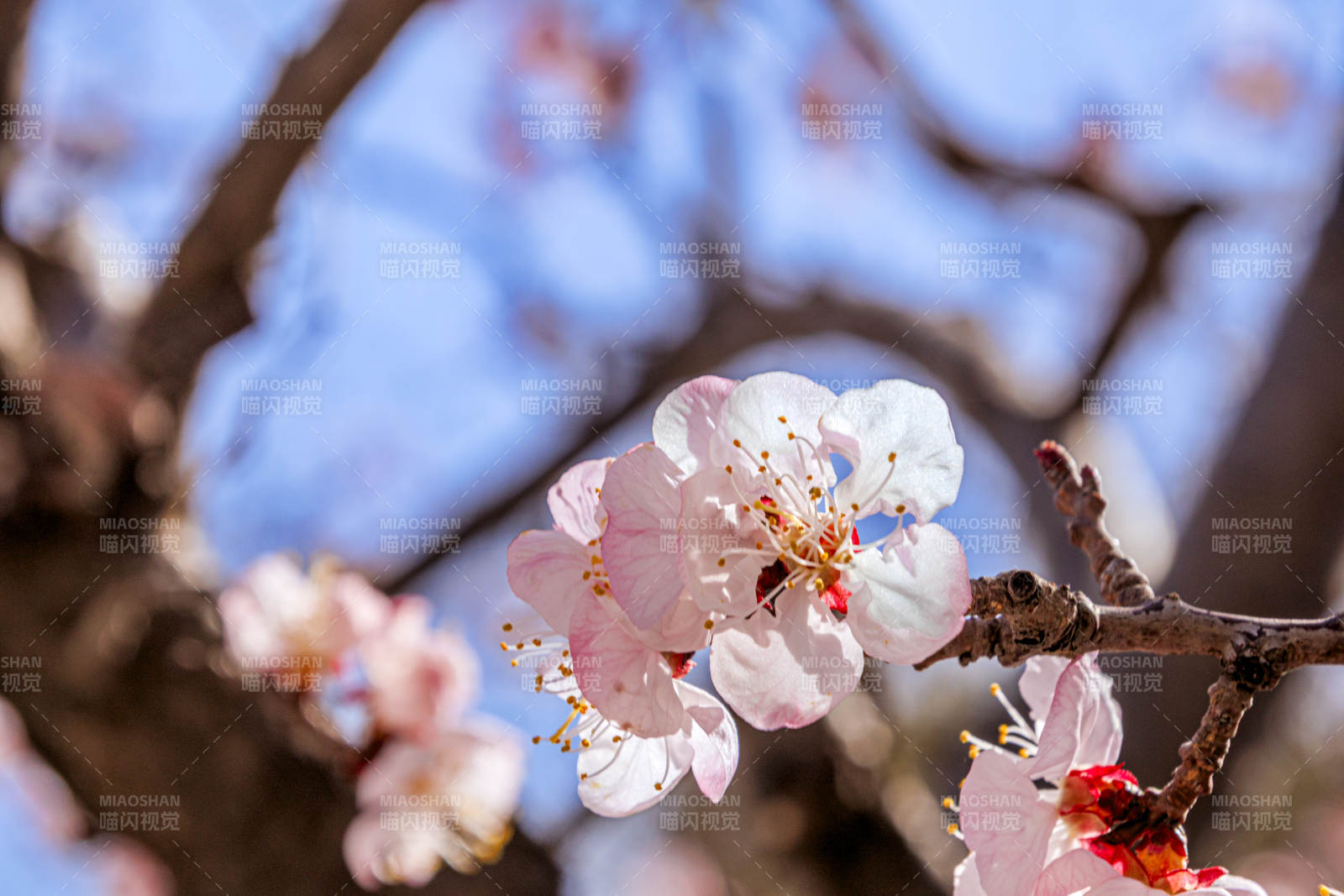 樱花绽放枝头图片