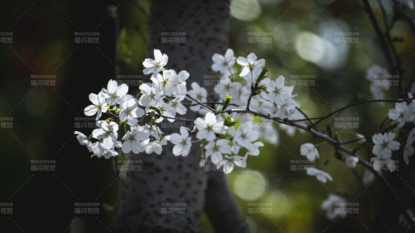 樱花绽放枝头图片