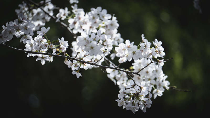 樱花绽放枝头图片