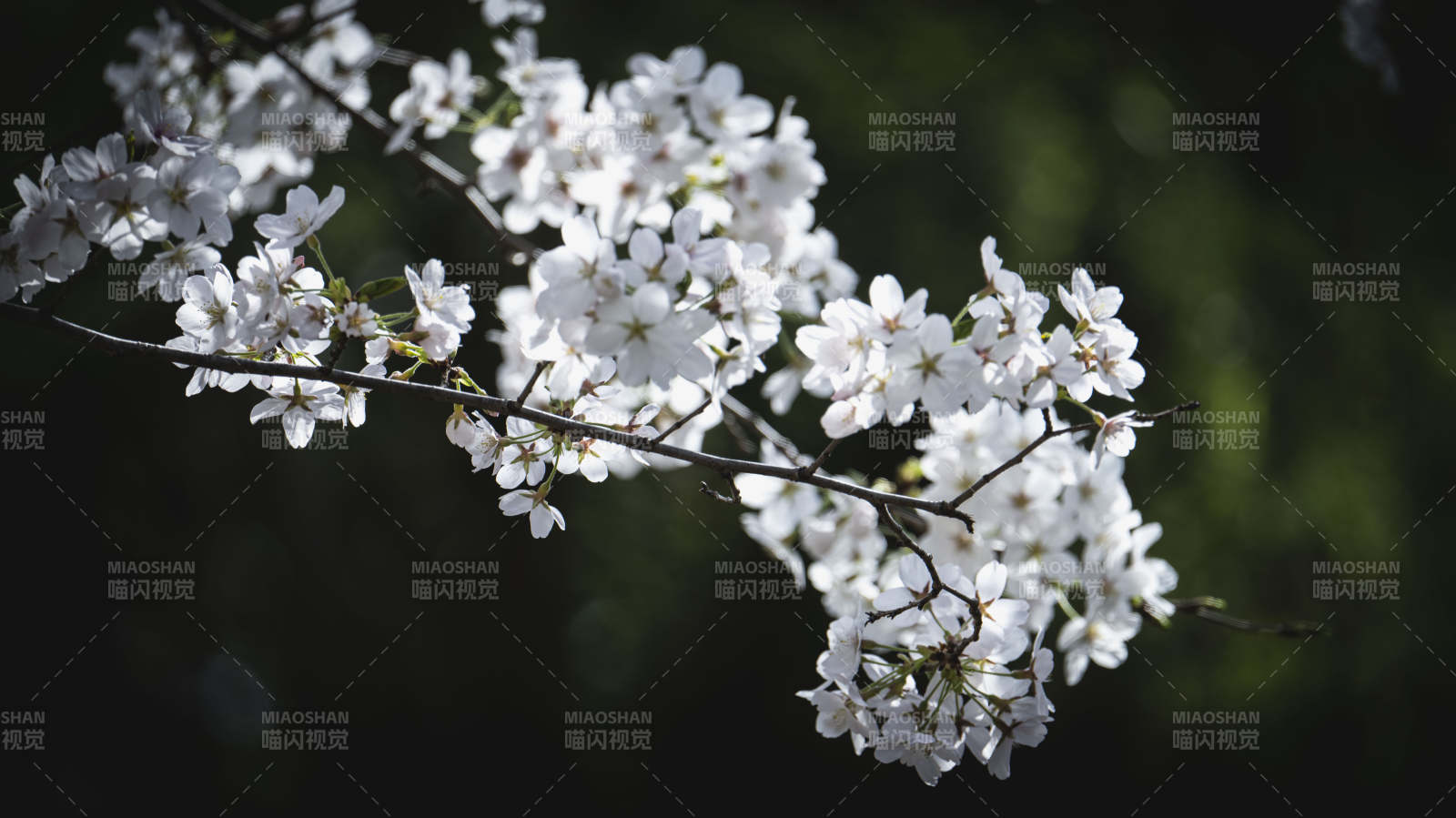 樱花绽放枝头图片