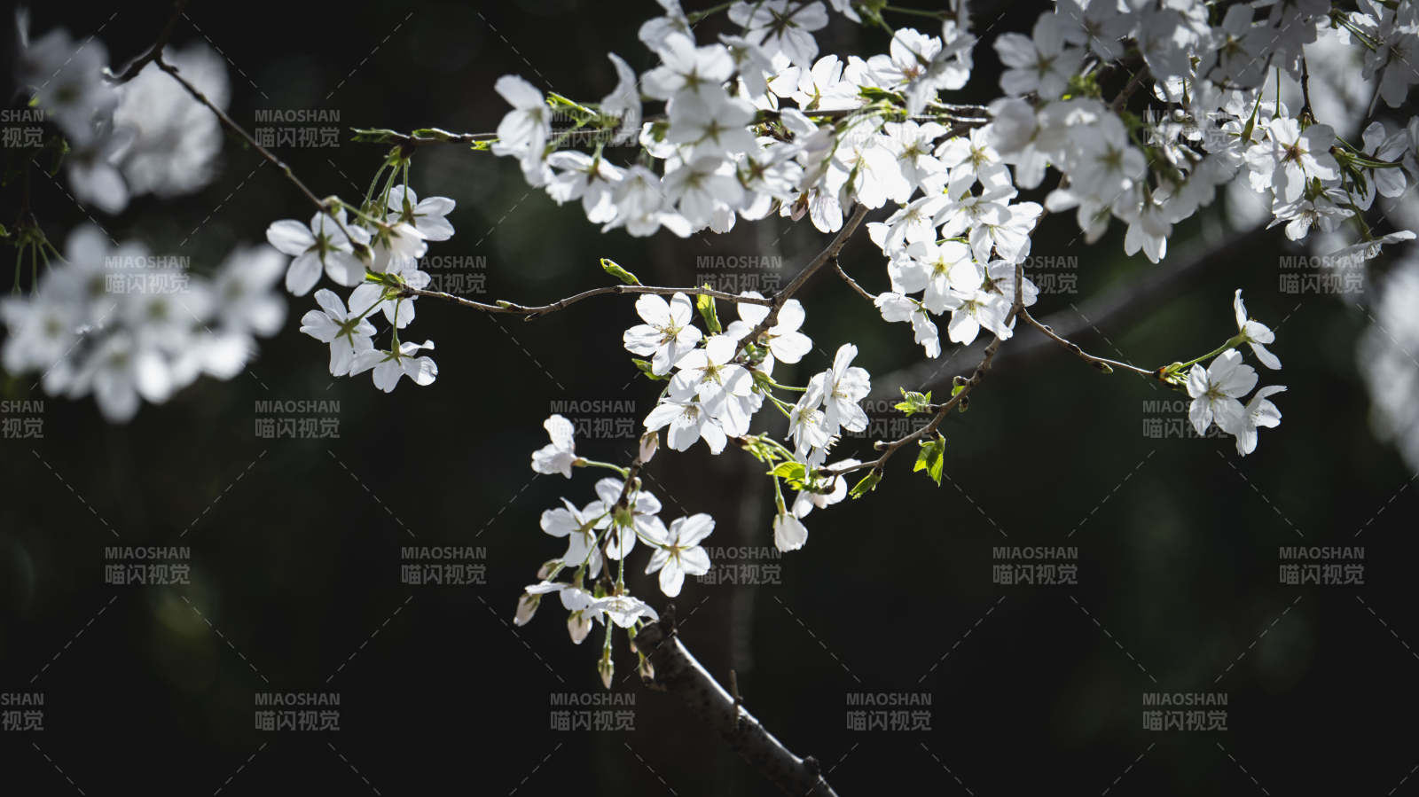 樱花绽放枝头图片