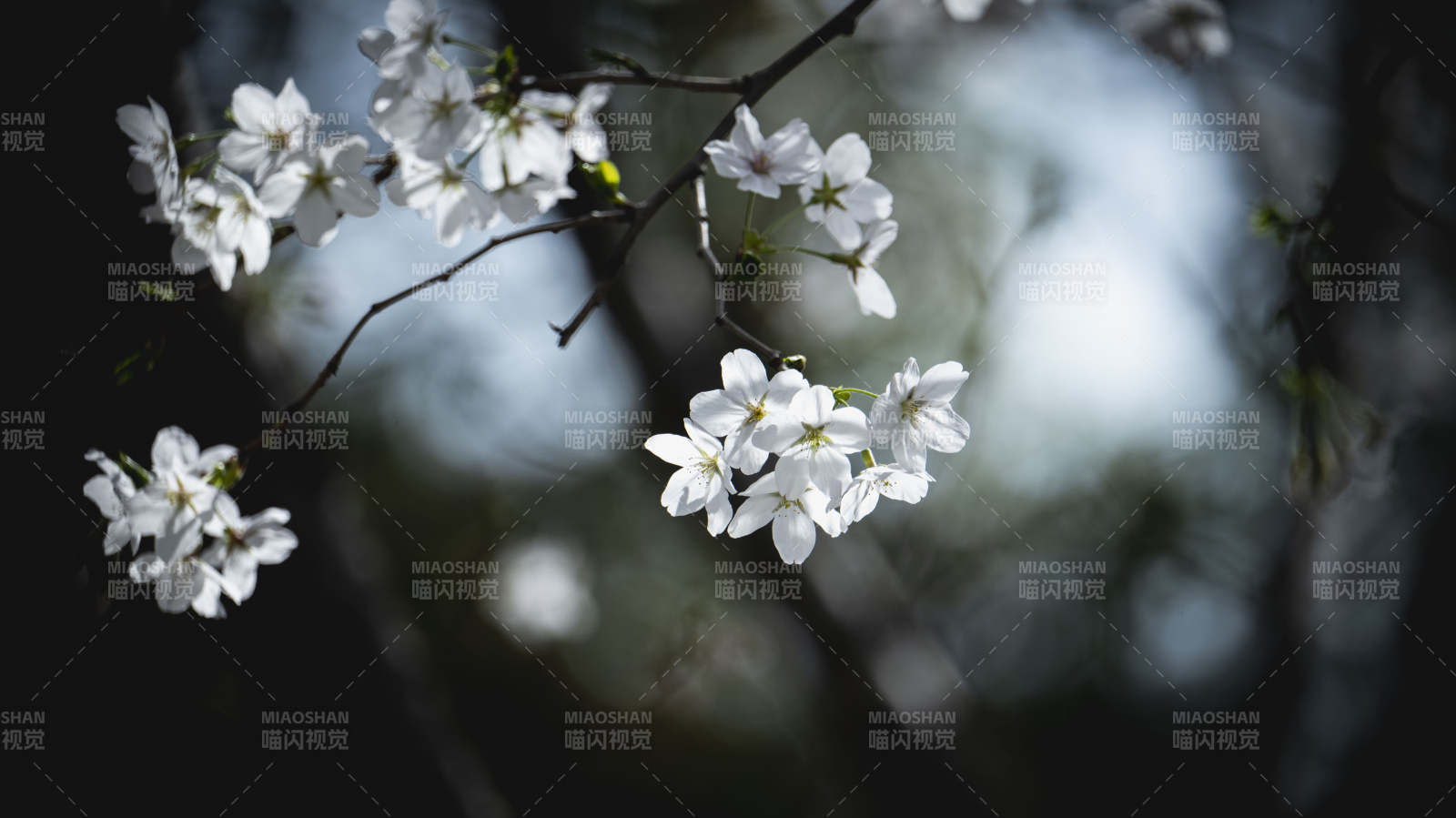 春日樱花绽放图片