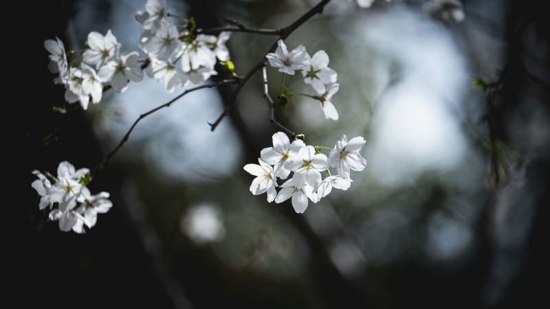 春日樱花绽放图片