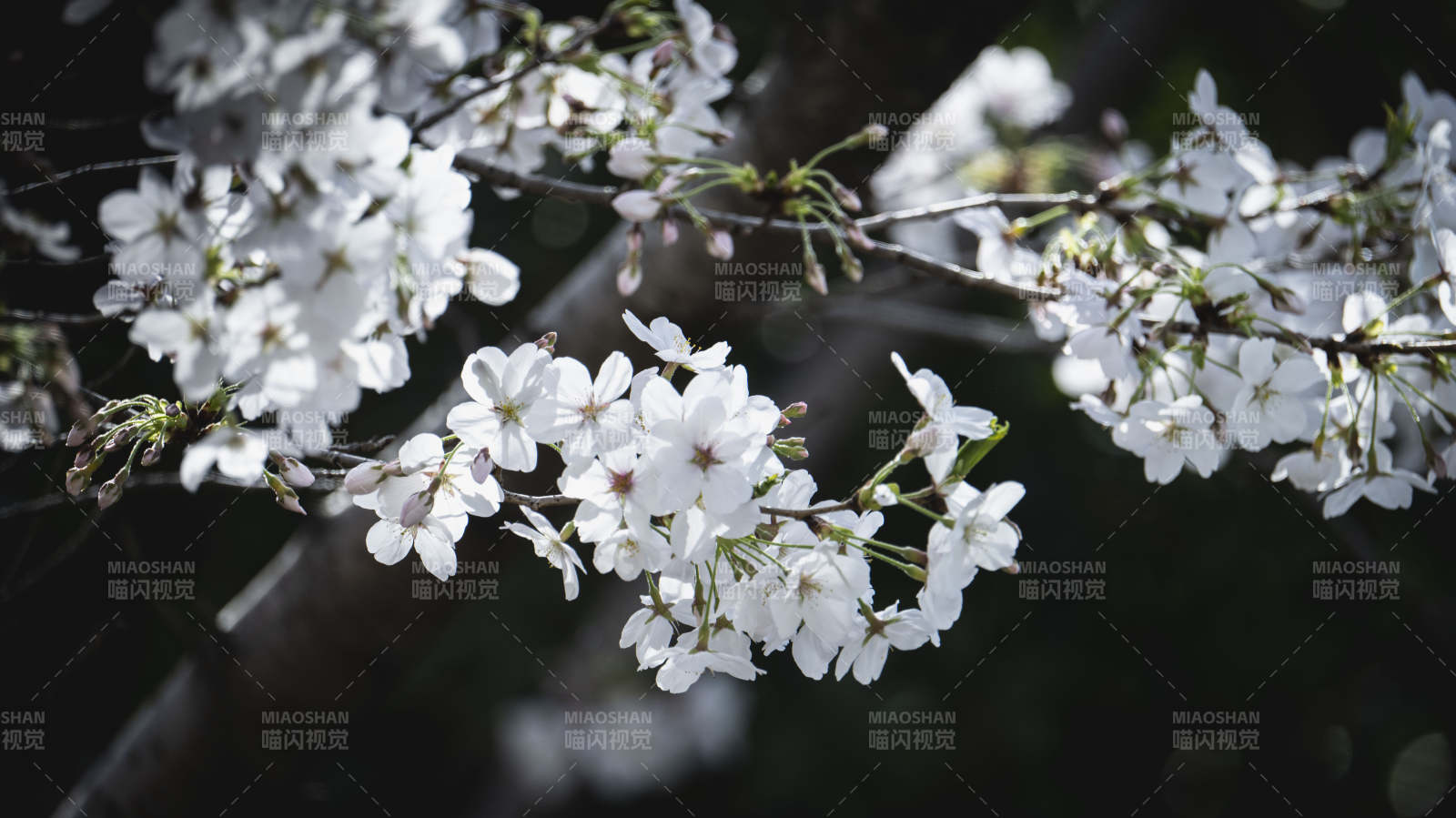 樱花绽放枝头图片