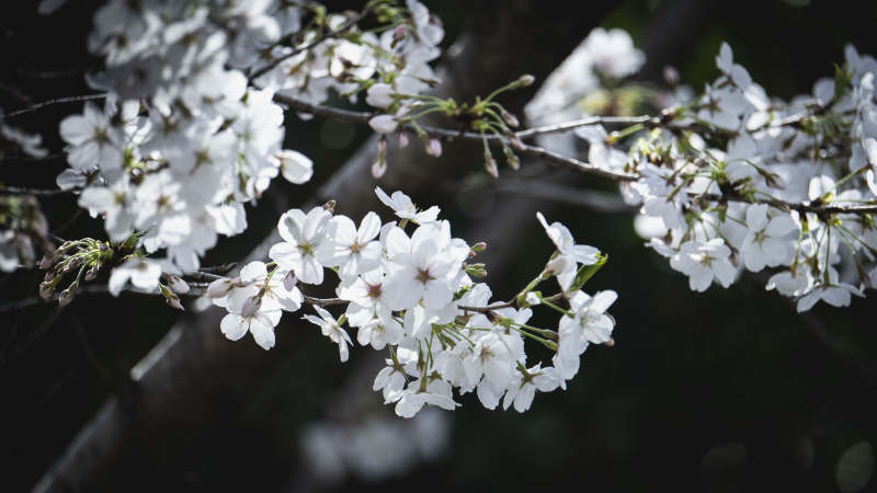 樱花绽放枝头图片
