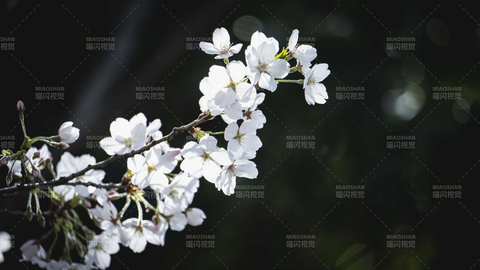 樱花绽放枝头图片