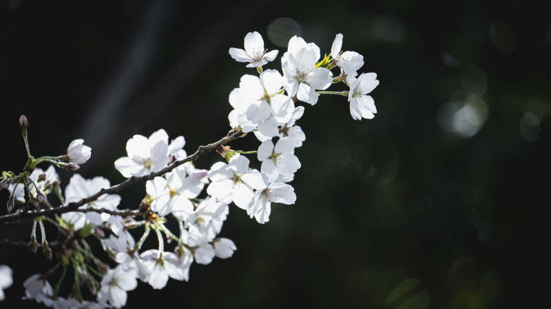 樱花绽放枝头图片
