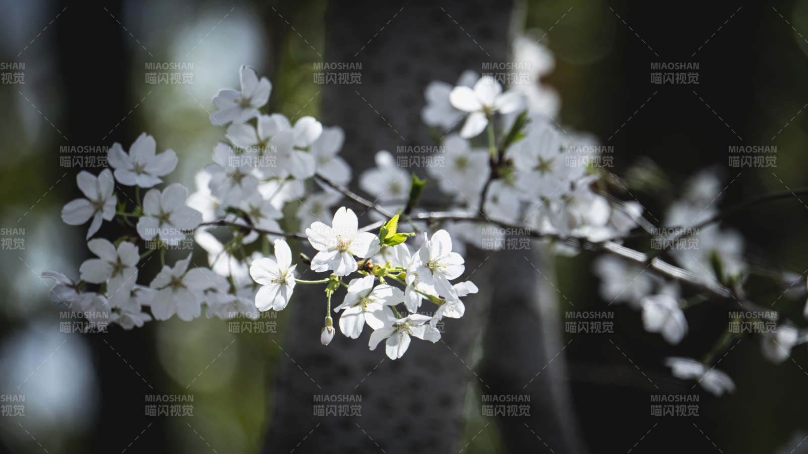 樱花绽放枝头图片