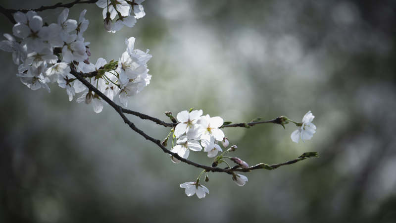 樱花绽放枝头图片