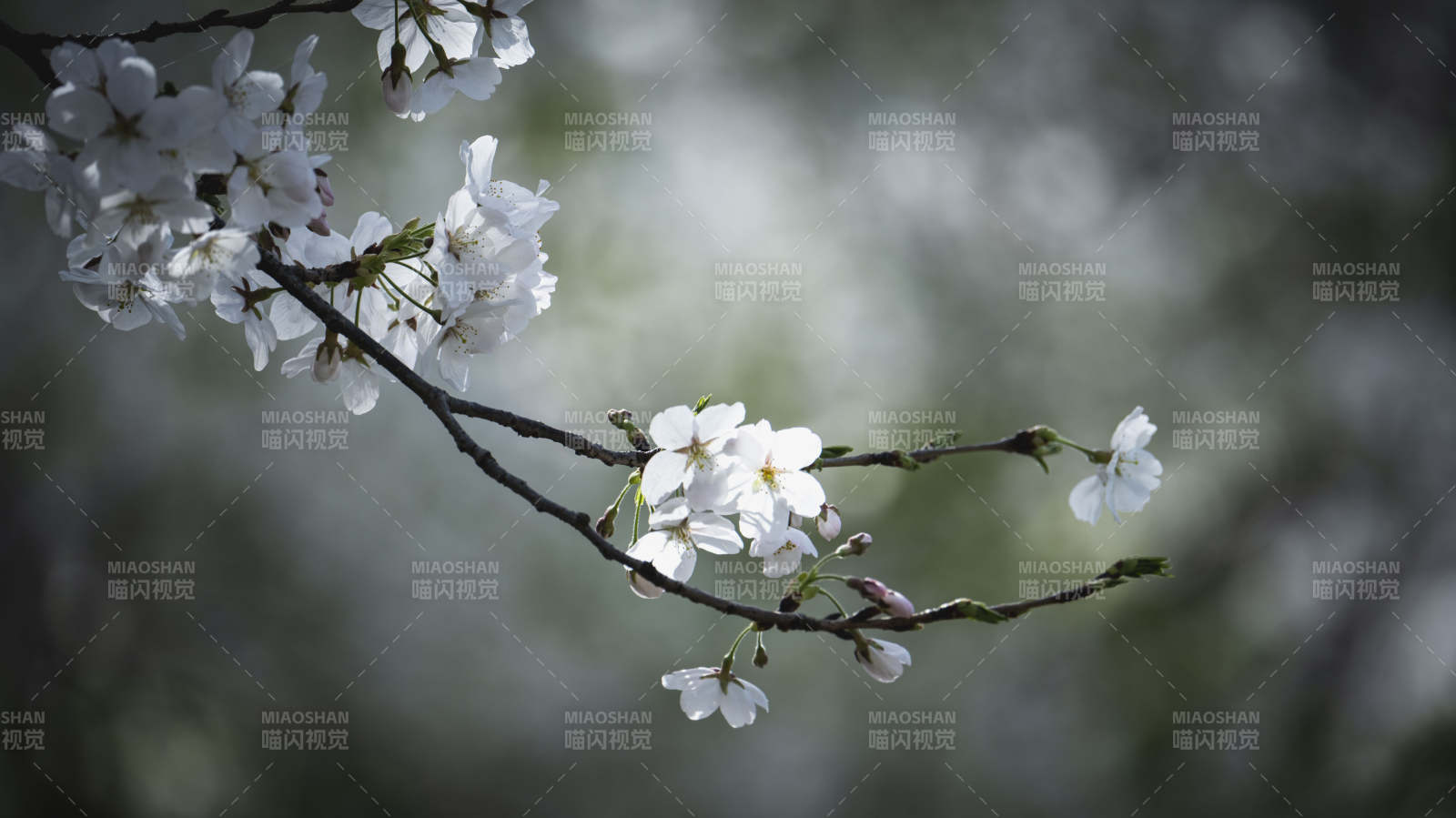 樱花绽放枝头图片