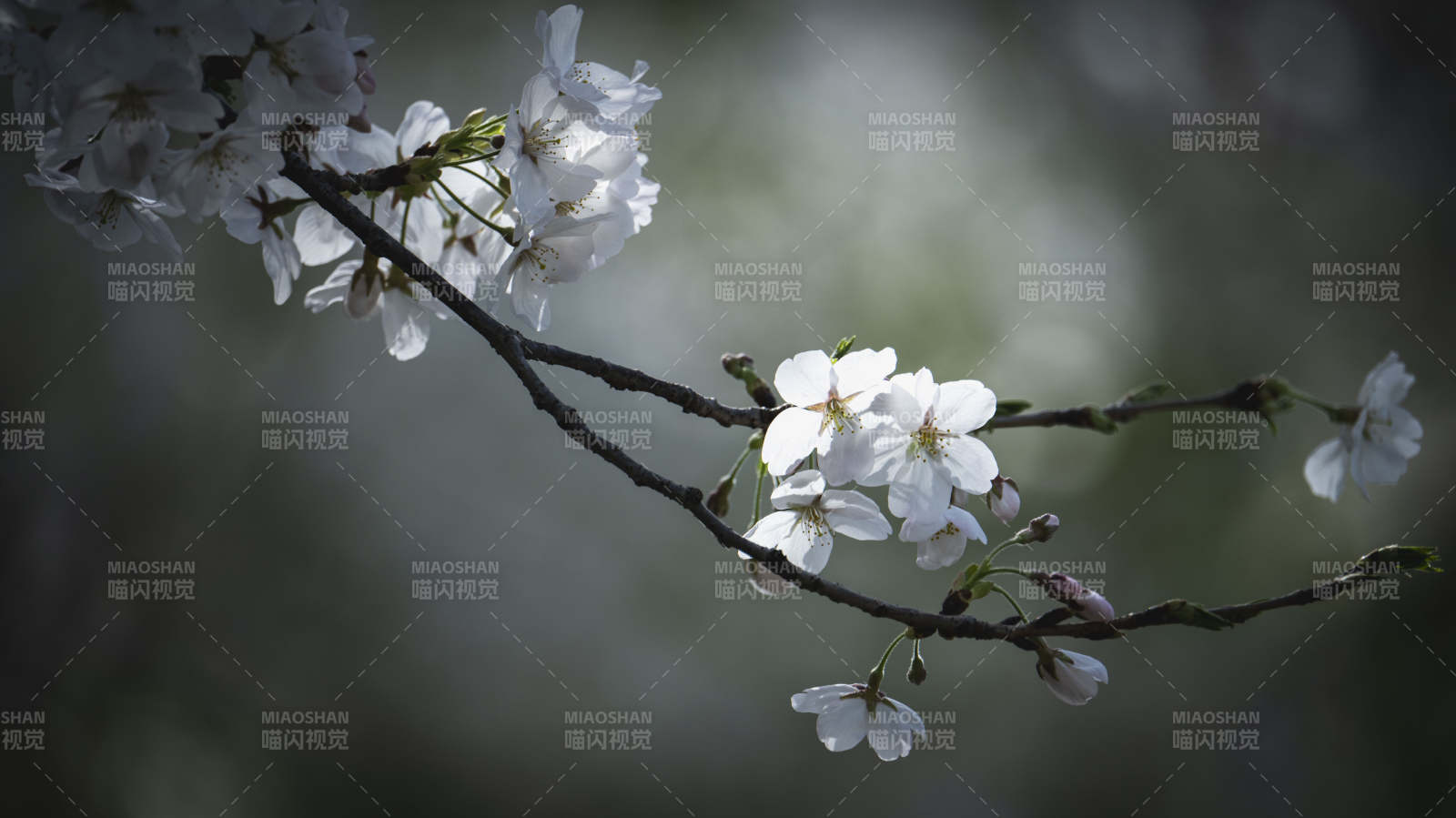 樱花绽放枝头图片