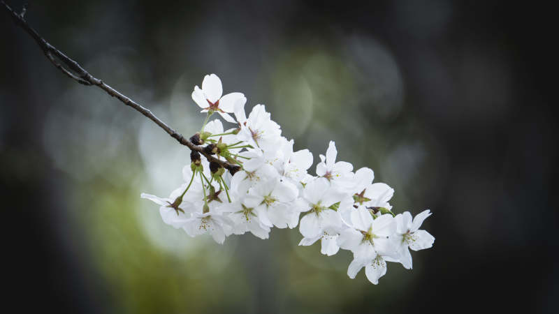 樱花绽放枝头图片